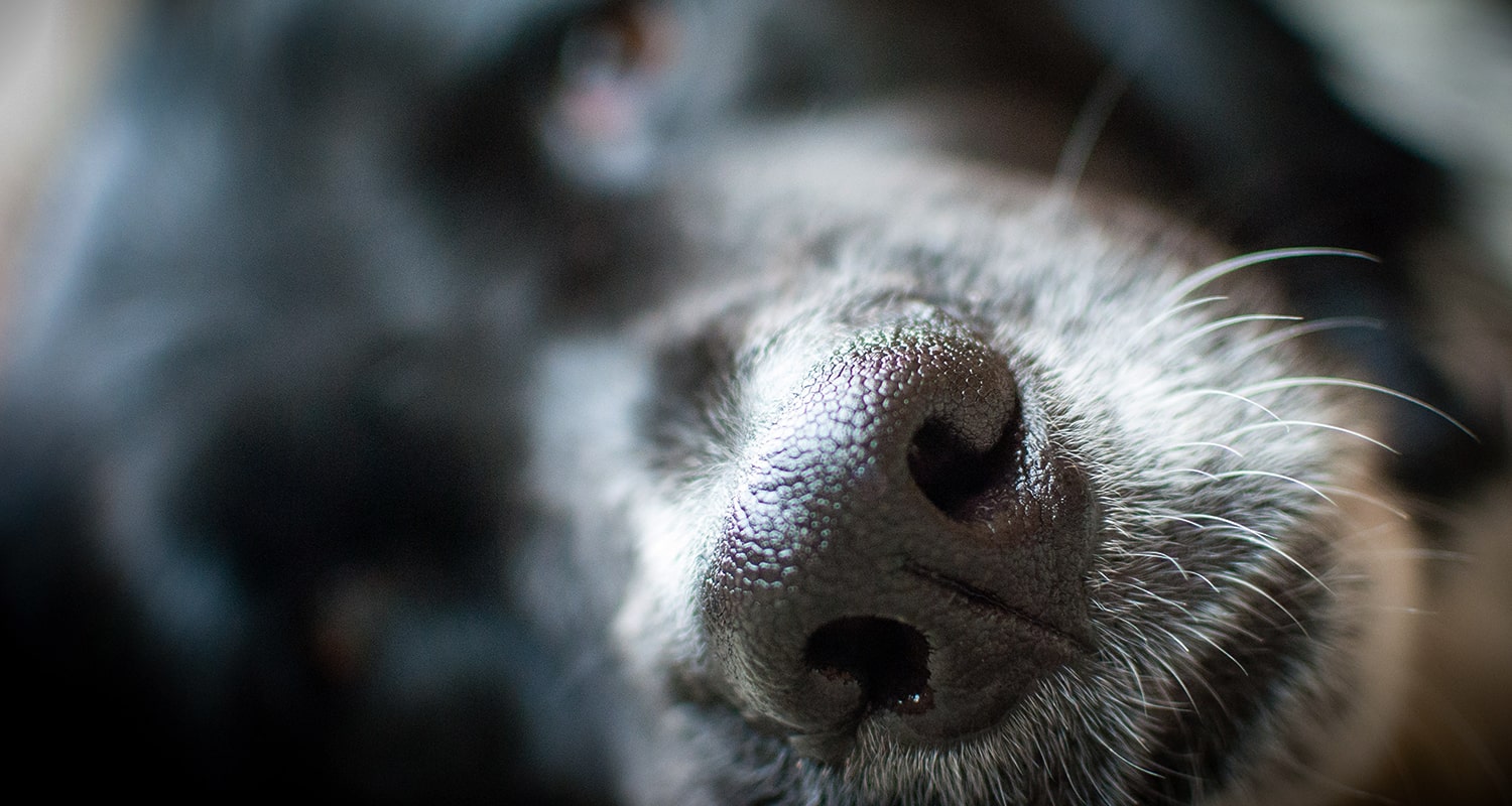 Respiratory Problems In Dogs Trudell Animal Health